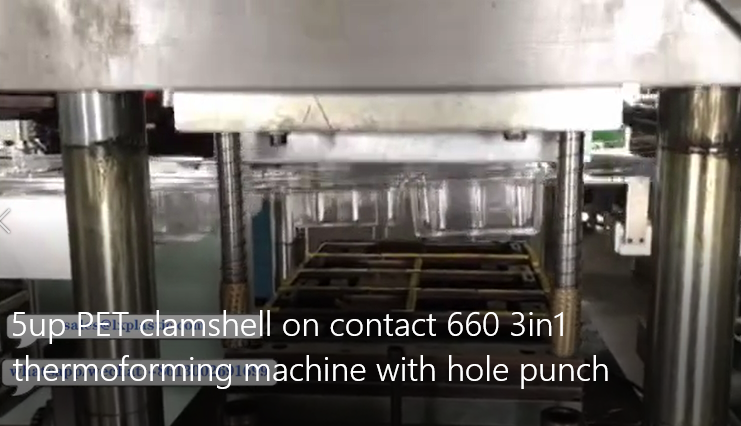 5up PET clamshell on contact 660 3in1  thermoforming machine with hole punch 
